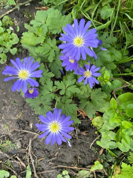 Oosterse anemoon (Anemone blanda)